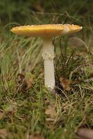 fly agaric a beautiful toadstool photo