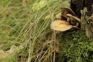 lumpy bracket toadstool growing on a stump of a tree on photo