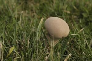 leopard earthball toadstool photo