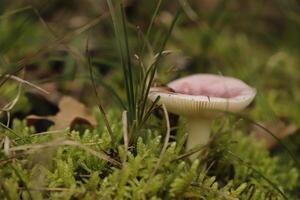 Macro photography toadstool birch brittlegill photo