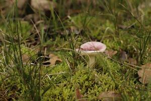 Macro photography toadstool birch brittlegill photo