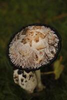 shaggy inkcap toadstool photo