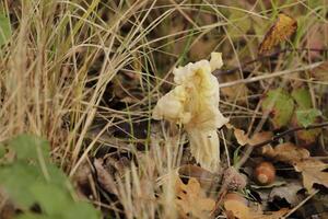 fluted white elfin saddle toadstool photo