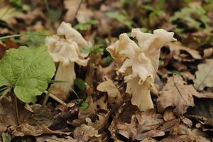 fluted white elfin saddle toadstool photo