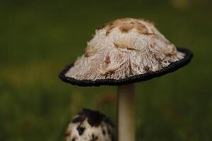 shaggy inkcap toadstool photo