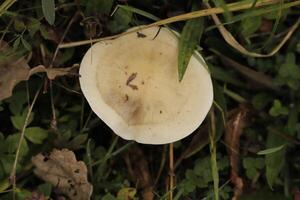 rufus milkcap mushroom photo