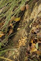 lumpy bracket toadstool growing on a stump of a tree on photo