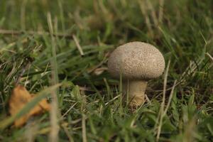 leopard earthball toadstool photo