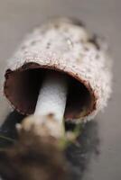 shaggy inkcap toadstool photo