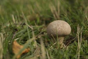 leopard earthball toadstool photo