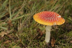 fly agaric a beautiful toadstool photo