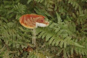 fly agaric a beautiful toadstool photo