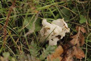 fluted white elfin saddle toadstool photo