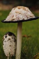 shaggy inkcap toadstool photo