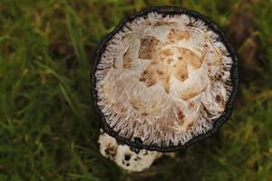 shaggy inkcap toadstool photo