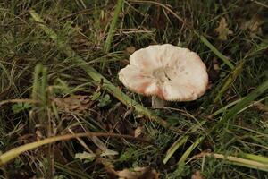 Macro photography toadstool birch brittlegill photo