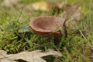 rufus milkcap mushroom photo