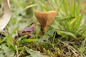 rufus milkcap mushroom photo