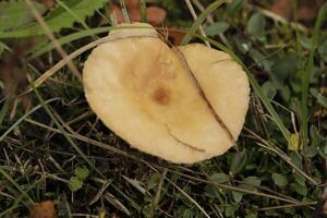 rufus milkcap mushroom photo