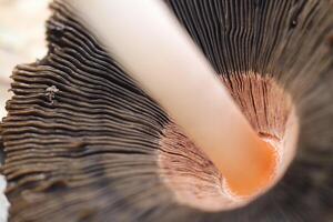 shaggy inkcap toadstool photo