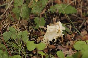 fluted white elfin saddle toadstool photo