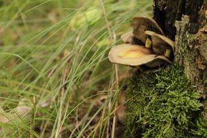 lumpy bracket toadstool growing on a stump of a tree on photo