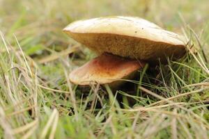 penny bun is an edible mushroom photo