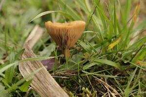 rufus milkcap mushroom photo