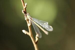 close up of a dragonfly on a branch photo