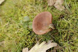 rufus milkcap mushroom photo