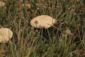 spring cavelier mushroom in the heath photo