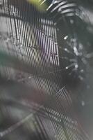 macro photography of a spiderweb in the sunlight photo