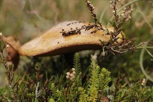 penny bun is an edible mushroom photo