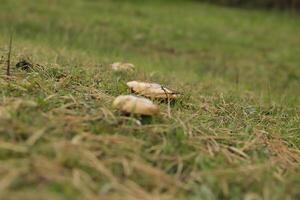 penny bun is an edible mushroom photo