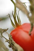 close up of red tomato photo