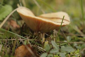 rufus milkcap mushroom photo