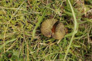 spring cavelier mushroom in the heath photo