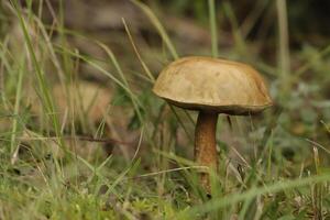 penny bun is an edible mushroom photo