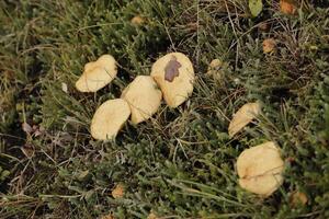 spring cavelier mushroom in the heath photo