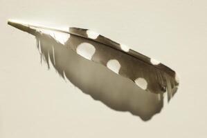 feather of a woodpecker, black with white spots photo