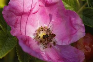 hoverfly on a pink rose photo