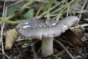 toadstool in the forest photo