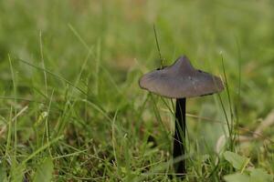 blackened waxcap toadstool photo