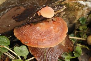 bracket fungus is an edible mushroom photo