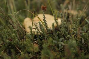 spring cavelier mushroom in the heath photo