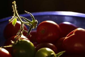 red and green tomato in the light photo