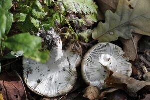 toadstool in the forest photo