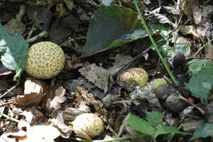 common earth ball mushroom photo