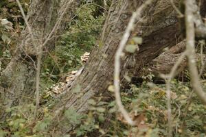 toadstool growing on a branch photo