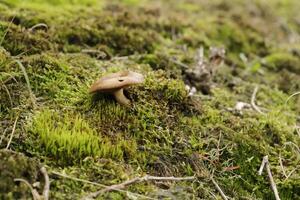 toadstool growing on moss photo